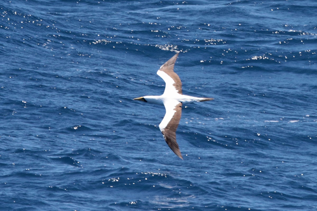 Masked Booby - ML127923661