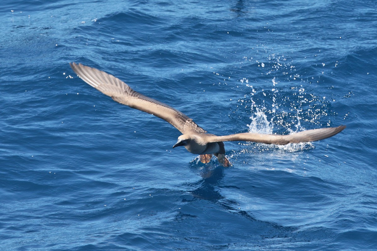 Red-footed Booby - ML127923791