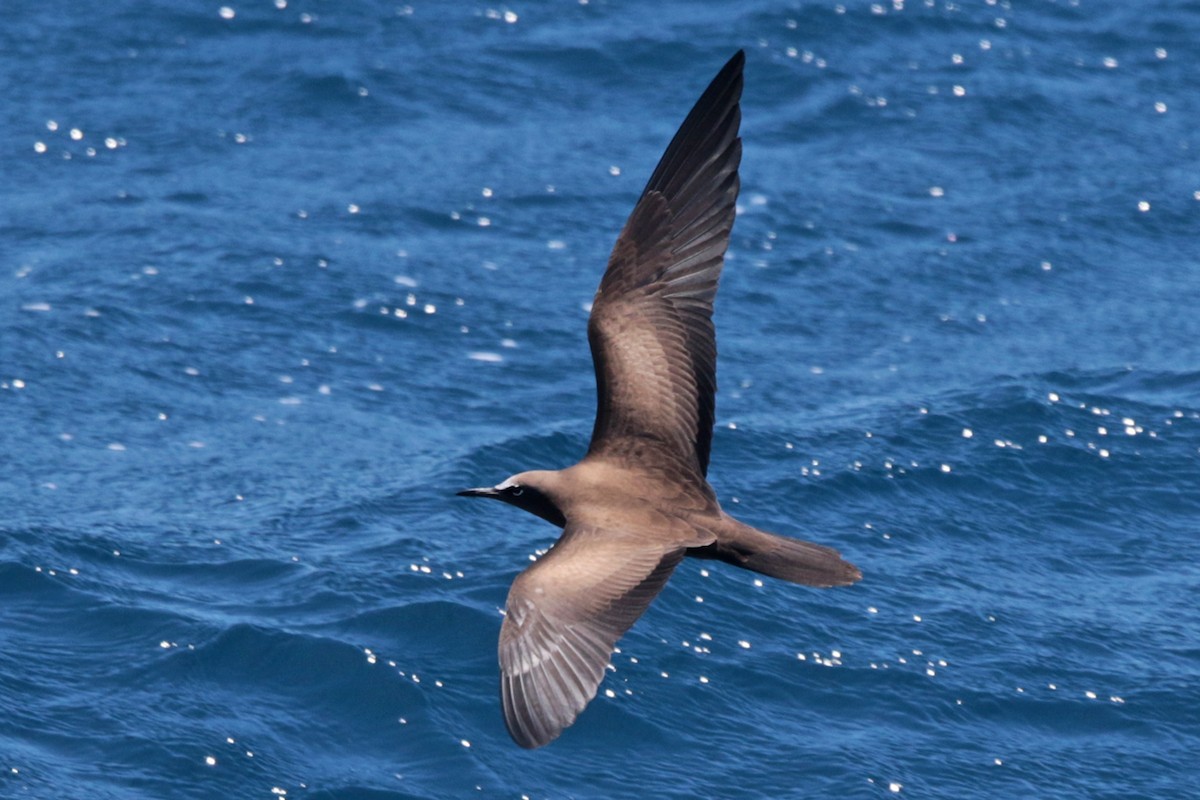 Brown Noddy - ML127923851