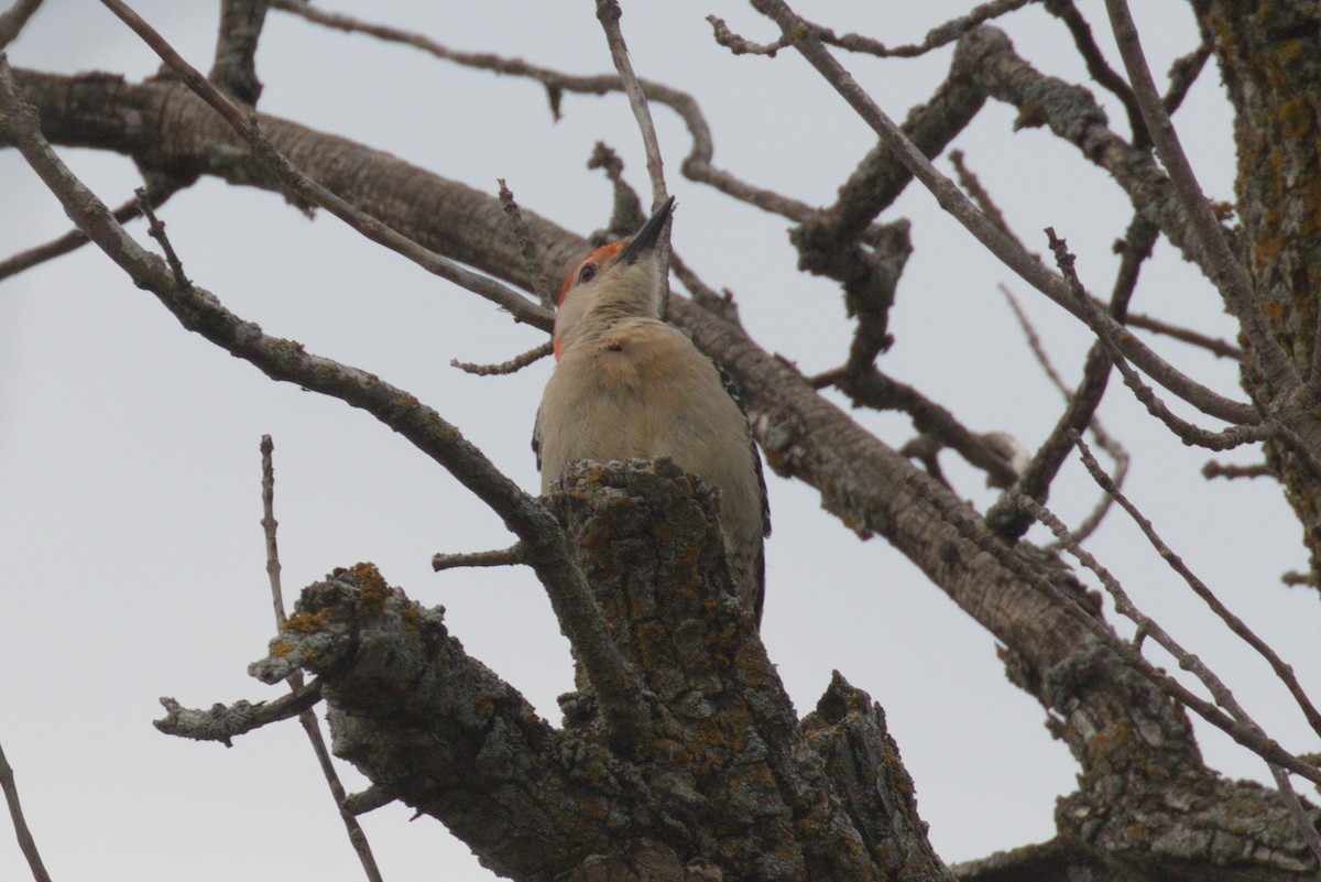 Red-bellied Woodpecker - Gina Sheridan