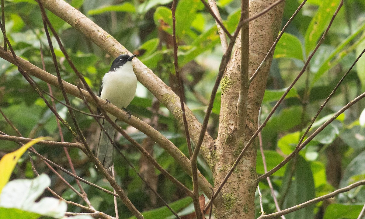 Black-backed Sibia - ML127926391