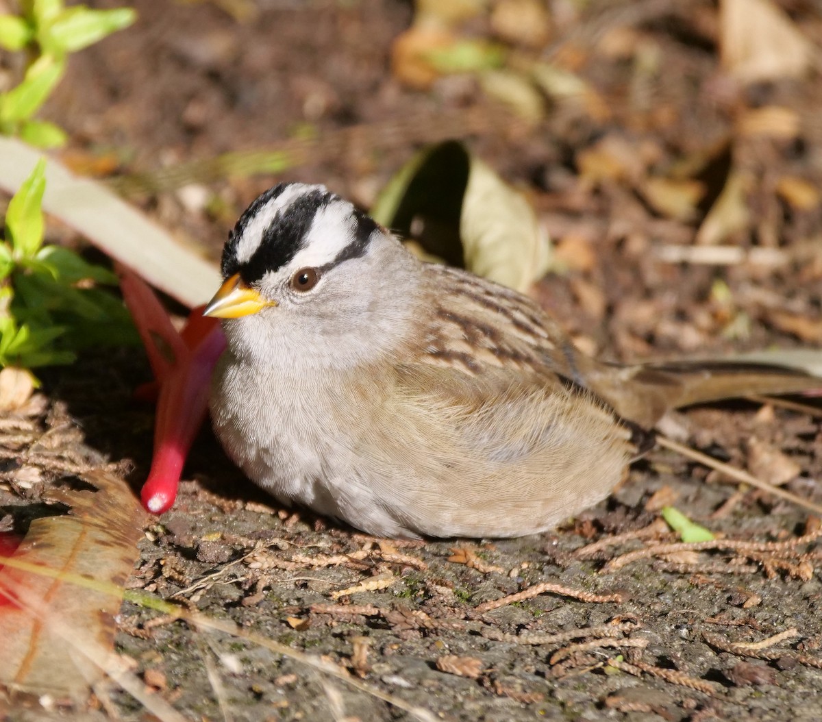 White-crowned Sparrow - ML127926411