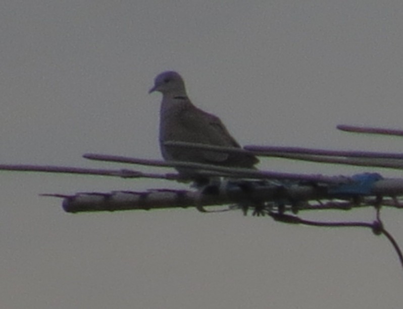 Eurasian Collared-Dove - ML127927591