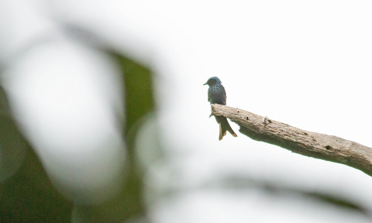 Bronzed Drongo - ML127929521