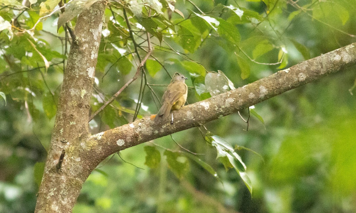 Flavescent Bulbul - ML127929731