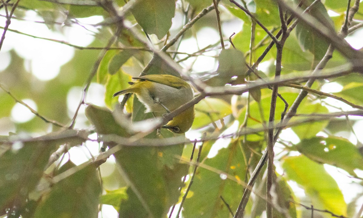 Indian White-eye - ML127930241