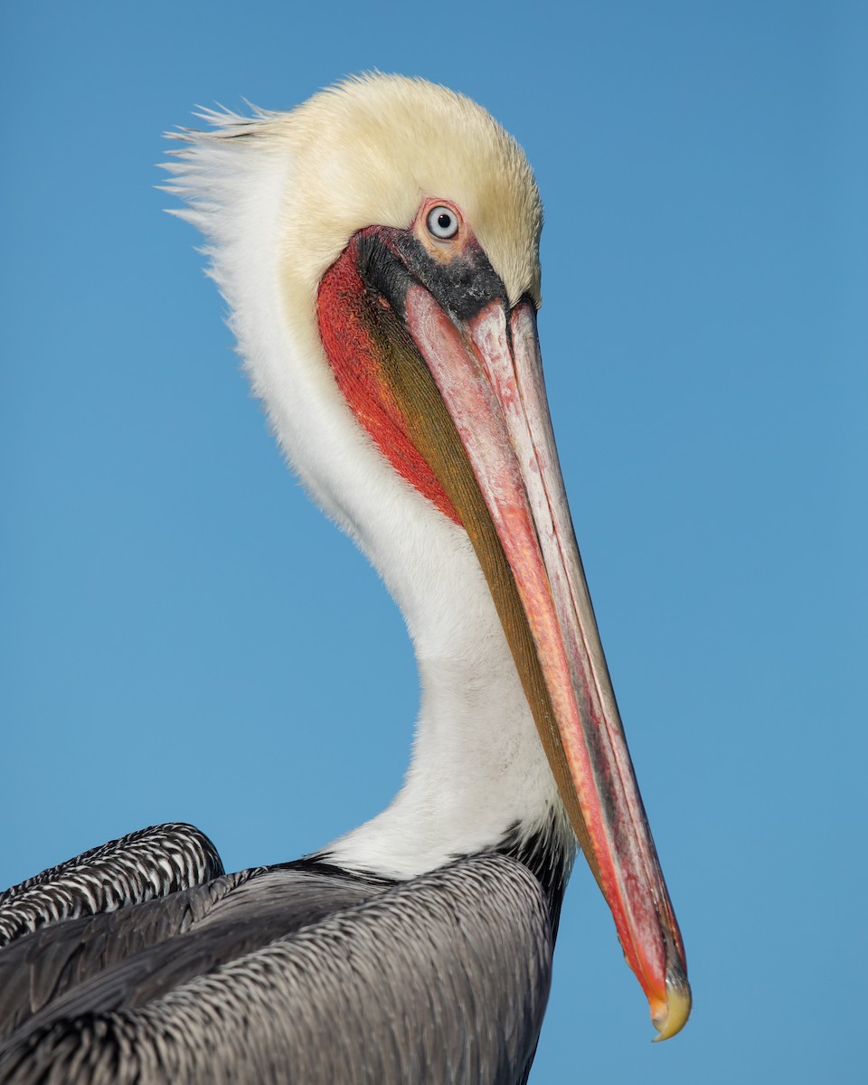 Brown Pelican - Dorian Anderson