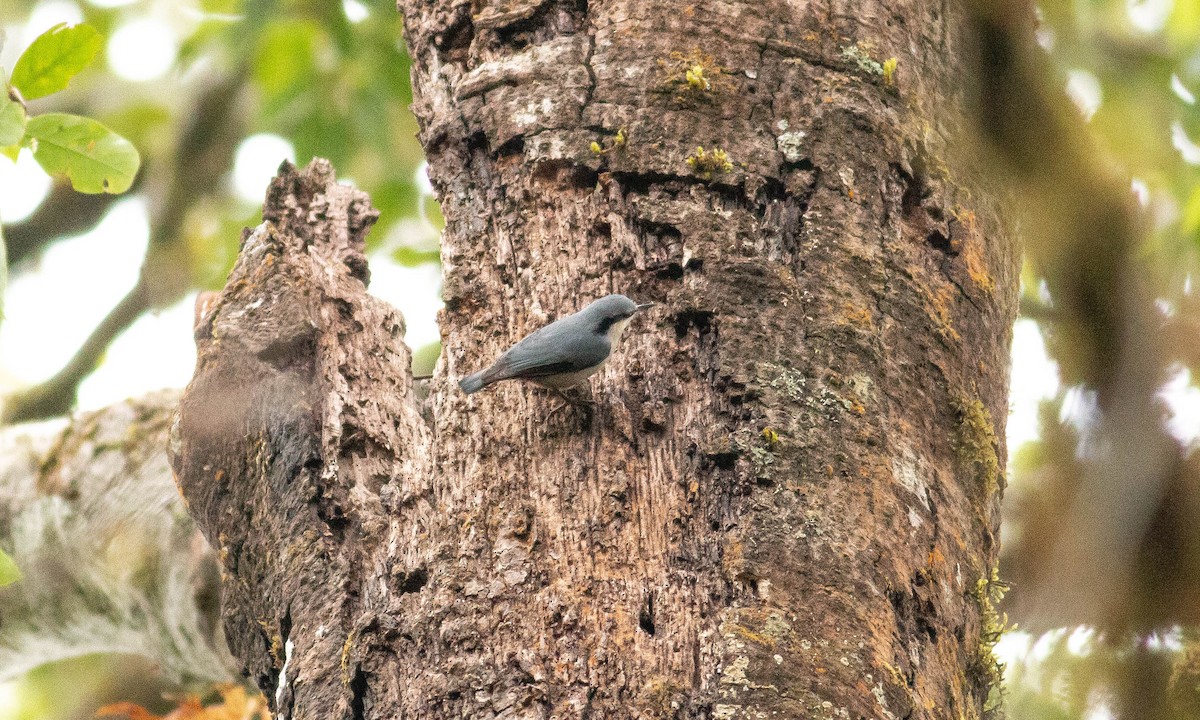 Chestnut-vented Nuthatch - ML127930641