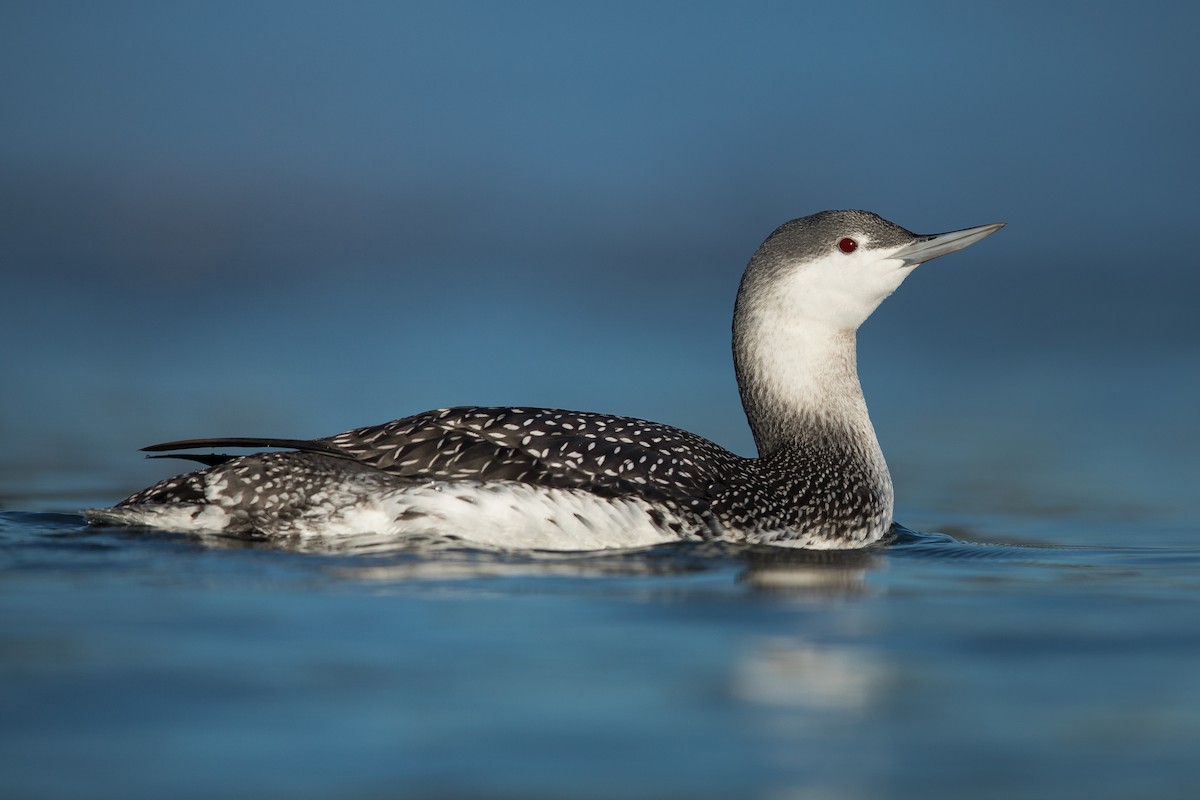 Red-throated Loon - ML127930701