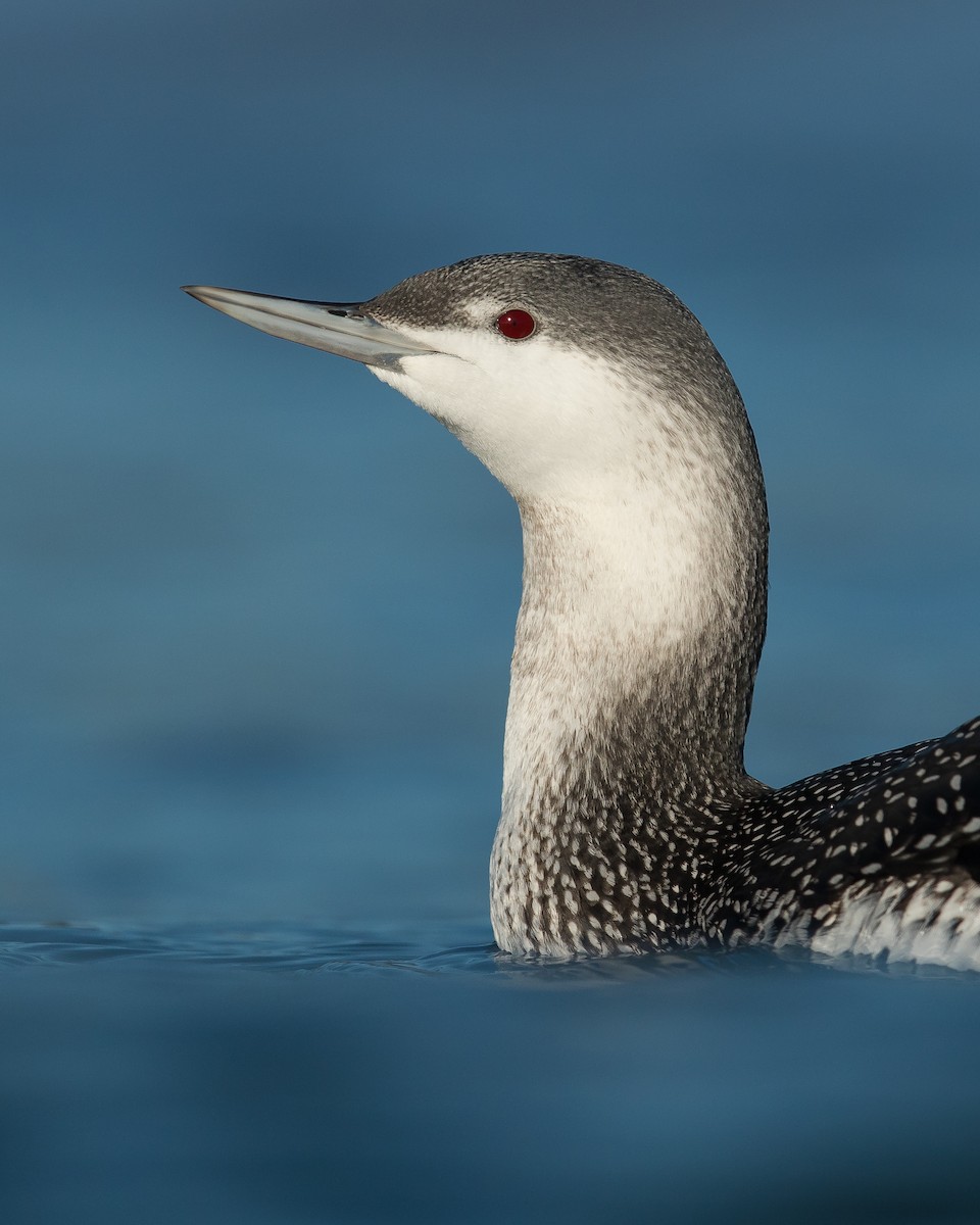 Red-throated Loon - ML127930881