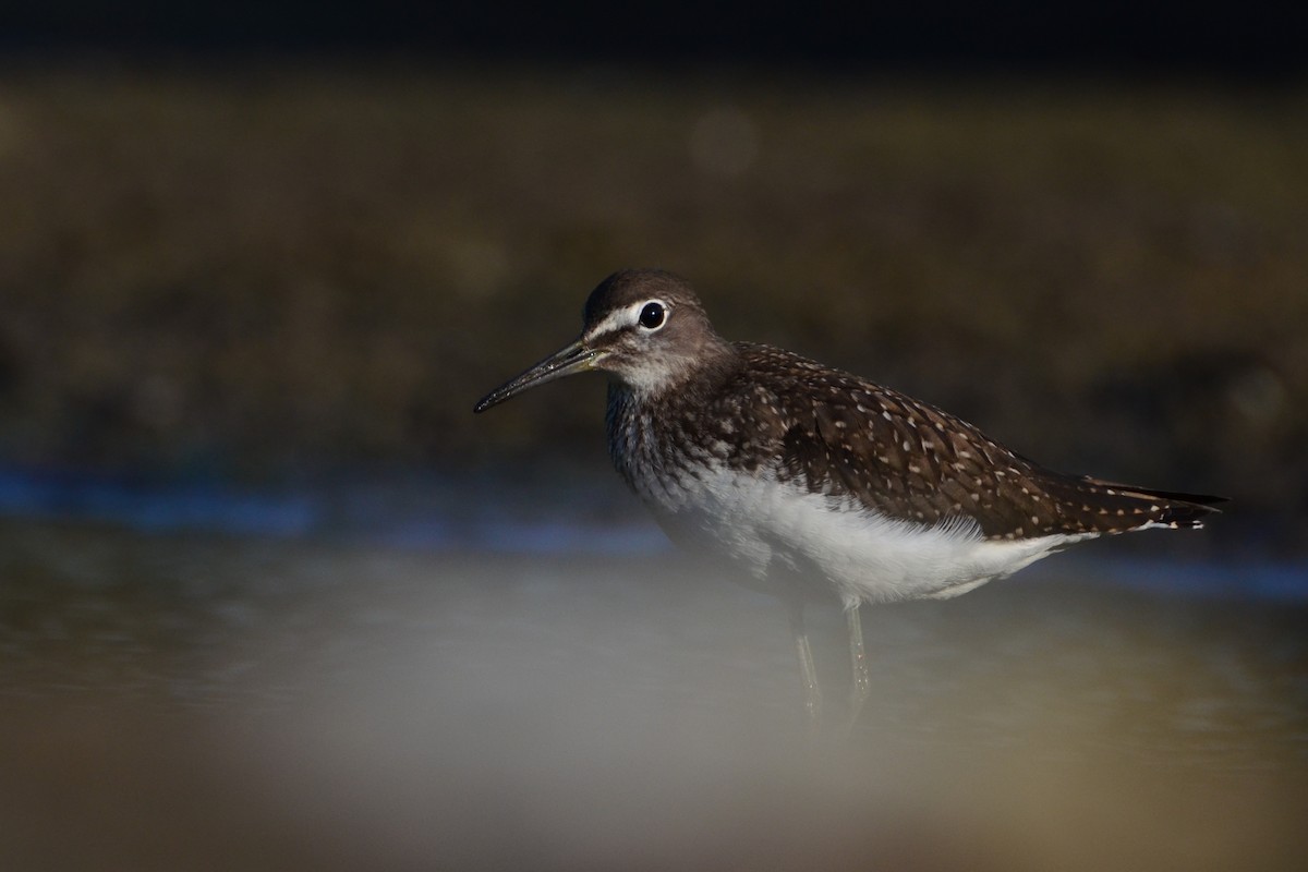 Green Sandpiper - Anonymous