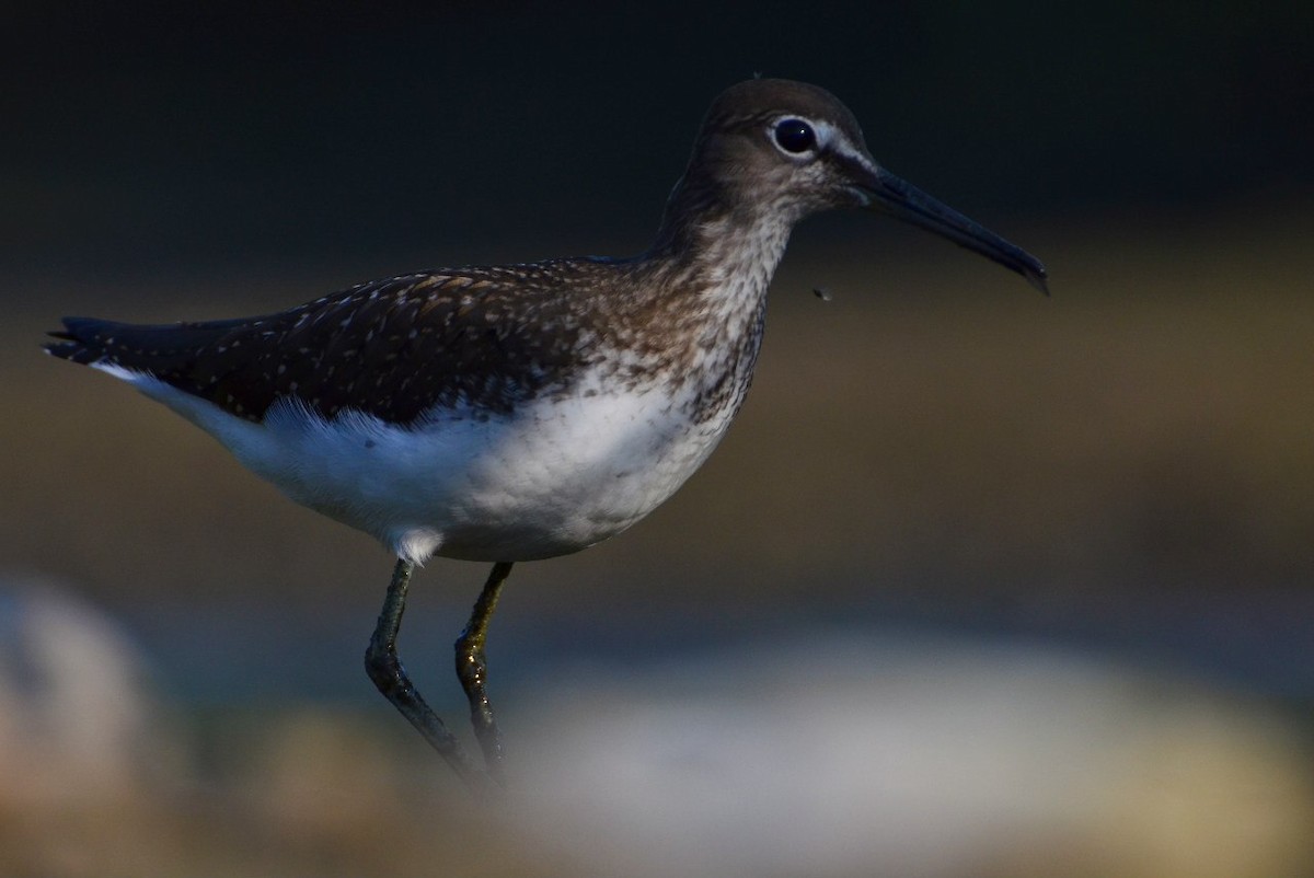 Green Sandpiper - Anonymous