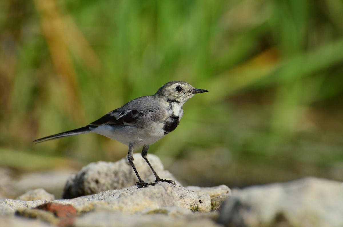 White Wagtail (White-faced) - Anonymous