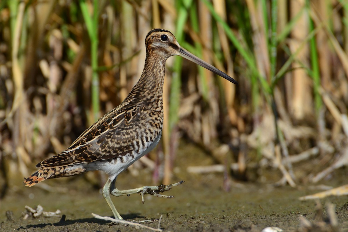 Common Snipe - ML127931791