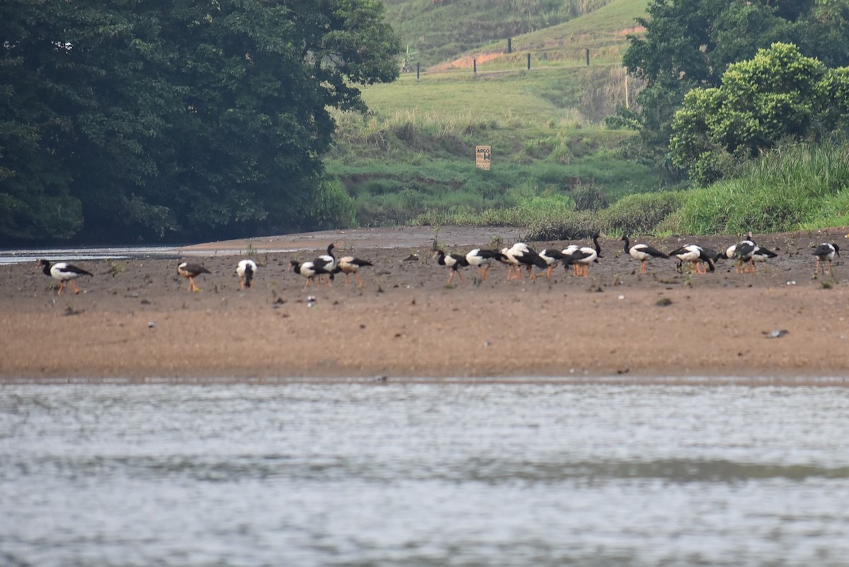 Magpie Goose - ML127932561