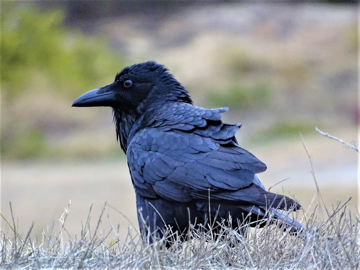 Australian Raven - ML127932811