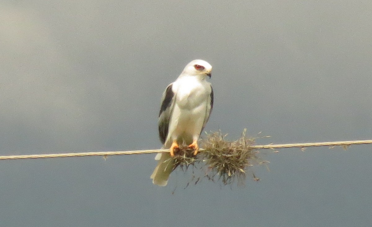 White-tailed Kite - ML127933301