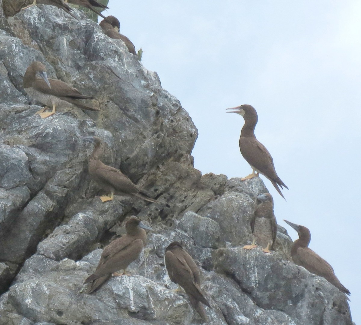 Brown Booby - ML127934531