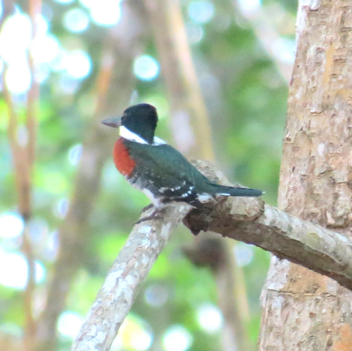 Green Kingfisher - ML127934541