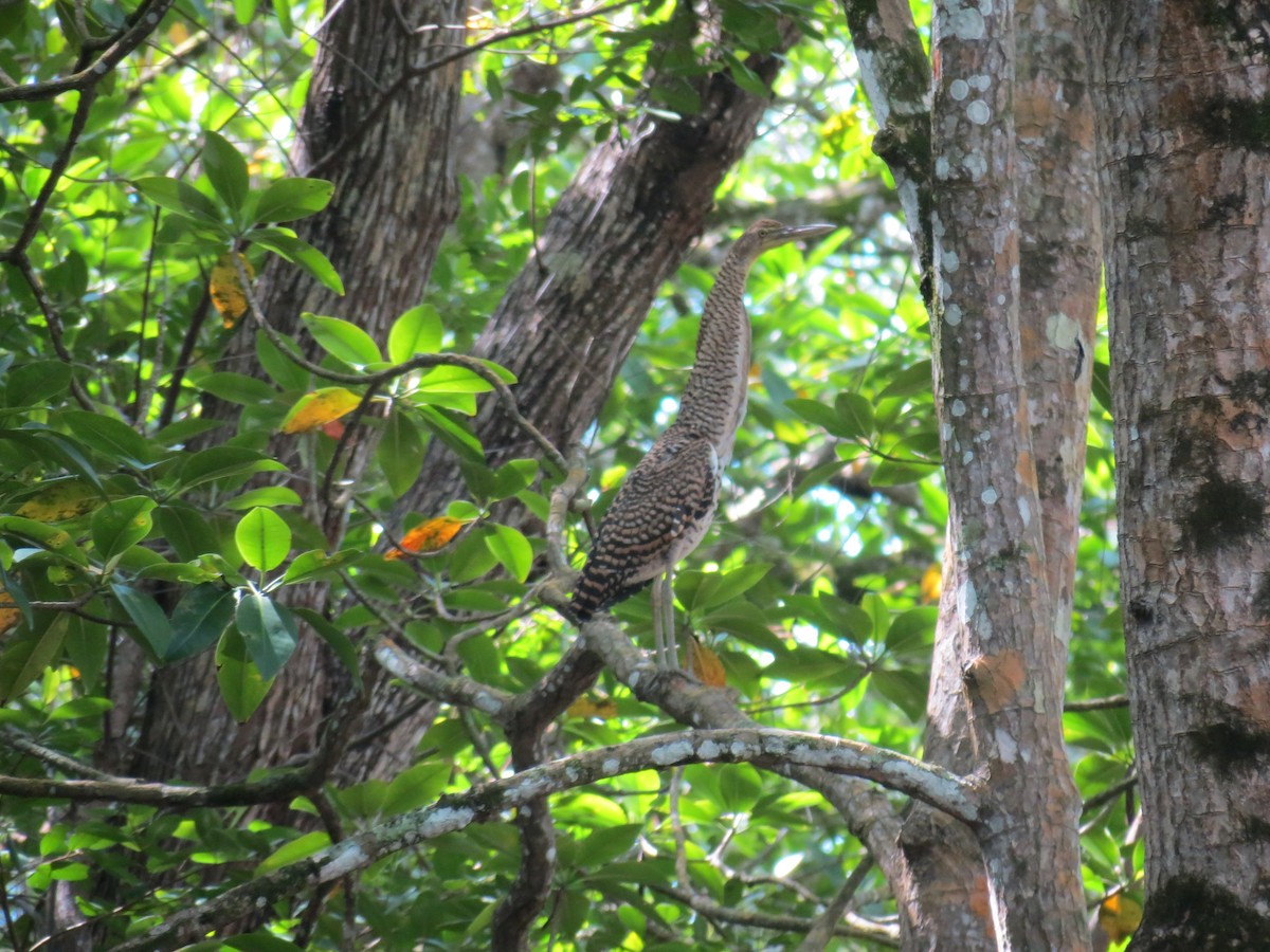 Bare-throated Tiger-Heron - ML127934551