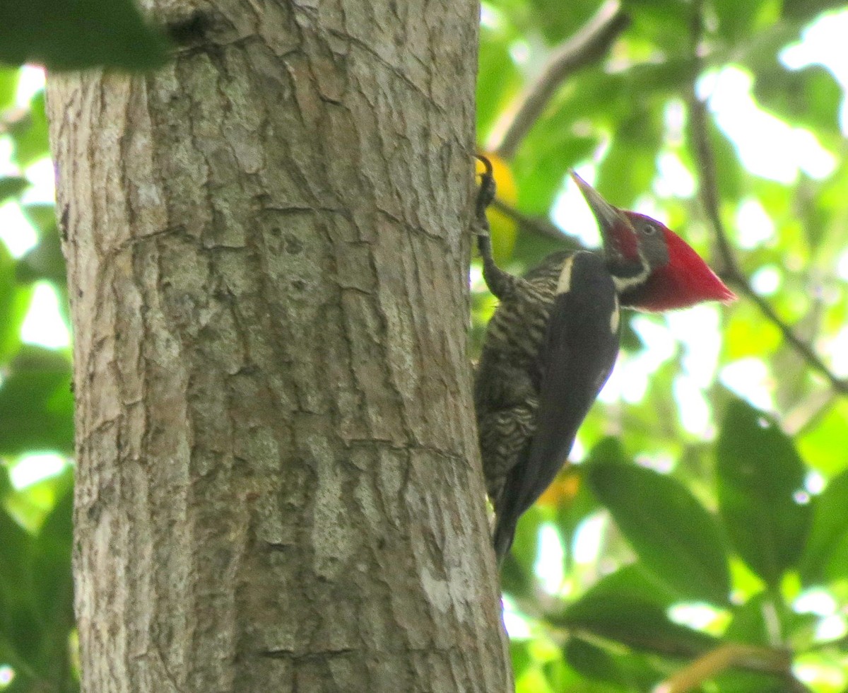 Lineated Woodpecker - ML127934561