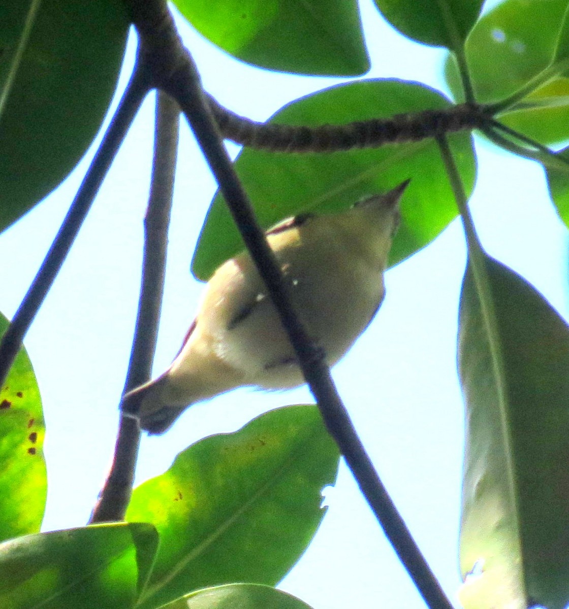 Bay-breasted Warbler - ML127934571