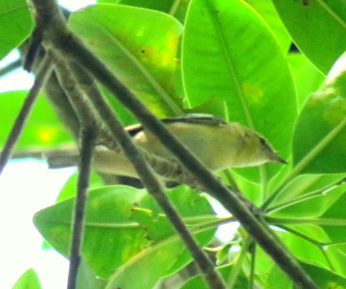 Bay-breasted Warbler - ML127934581