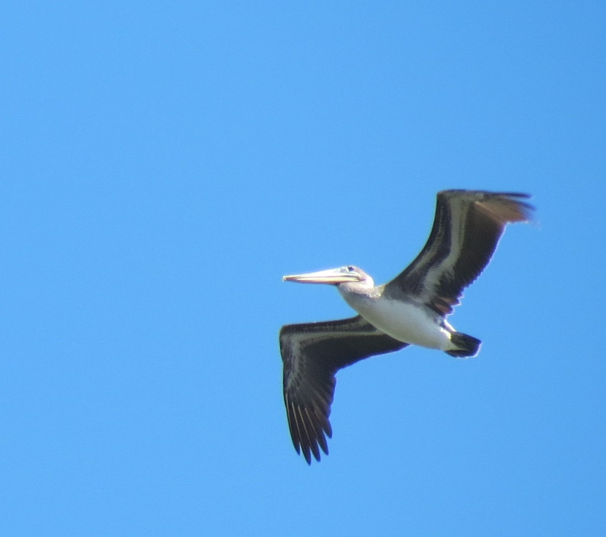 Brown Pelican - ML127934591