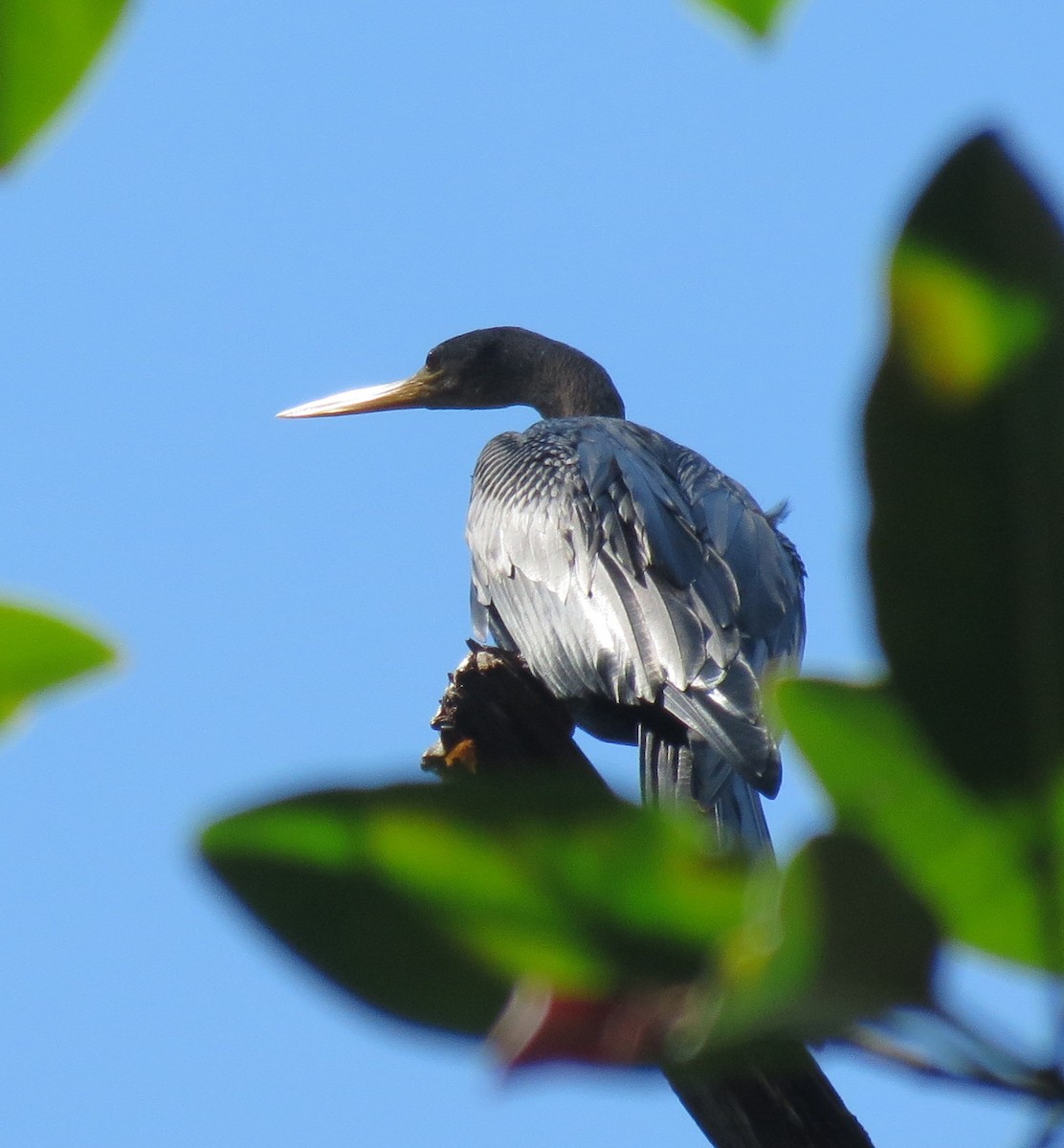 Anhinga d'Amérique - ML127934611