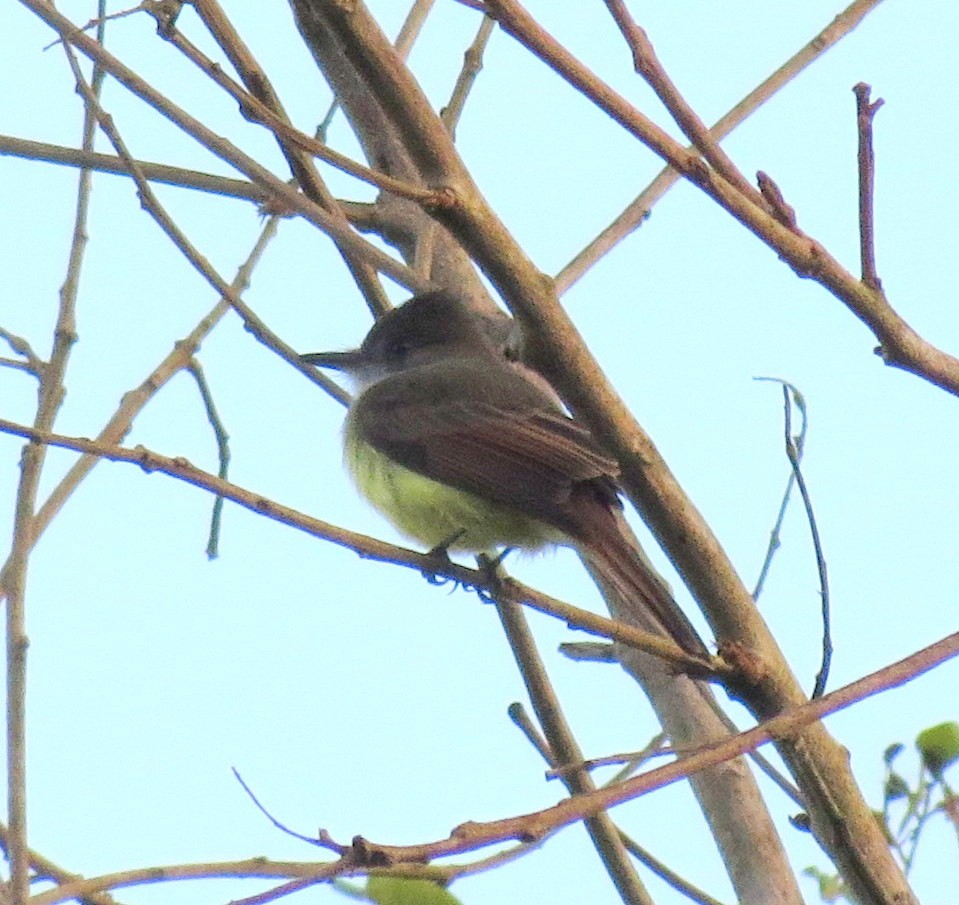 Dusky-capped Flycatcher - Oliver  Komar