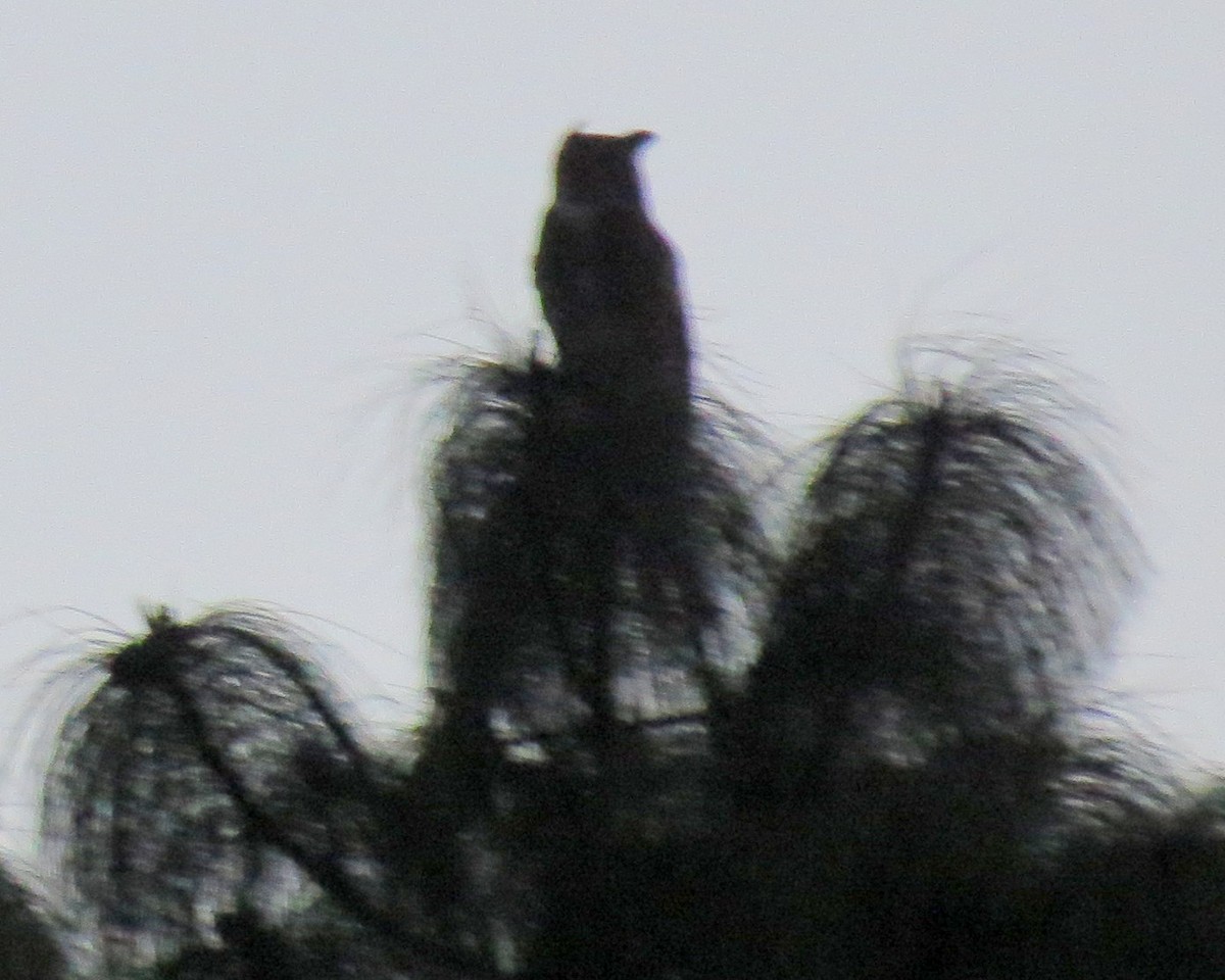 Great Horned Owl - ML127935471