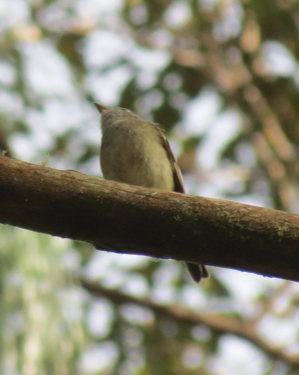 Hammond's Flycatcher - ML127935481