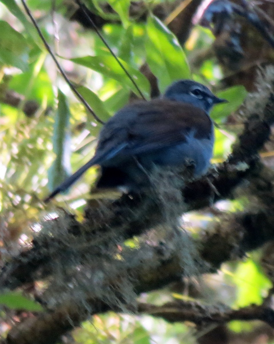 Brown-backed Solitaire - ML127935491