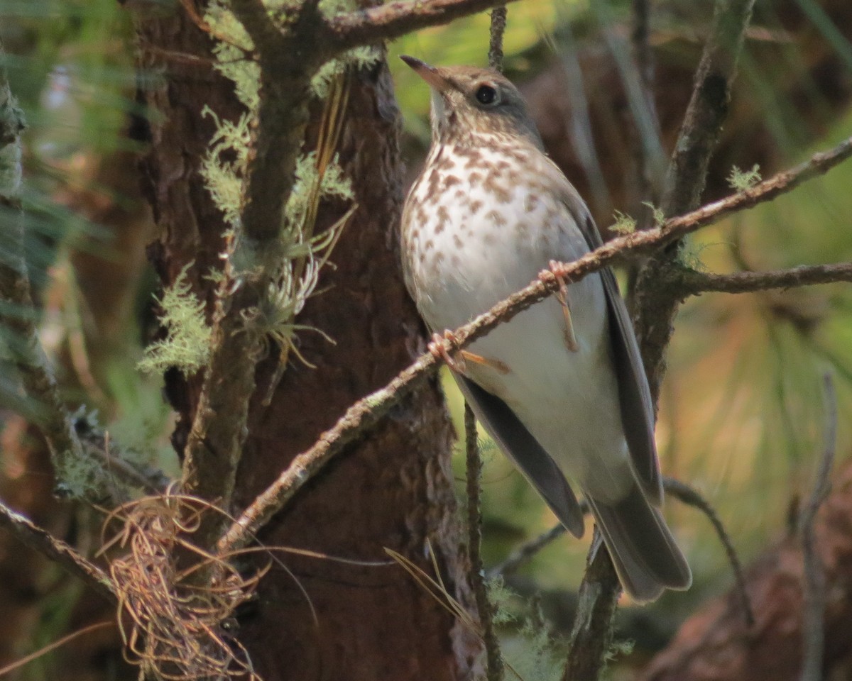 Hermit Thrush - ML127935501