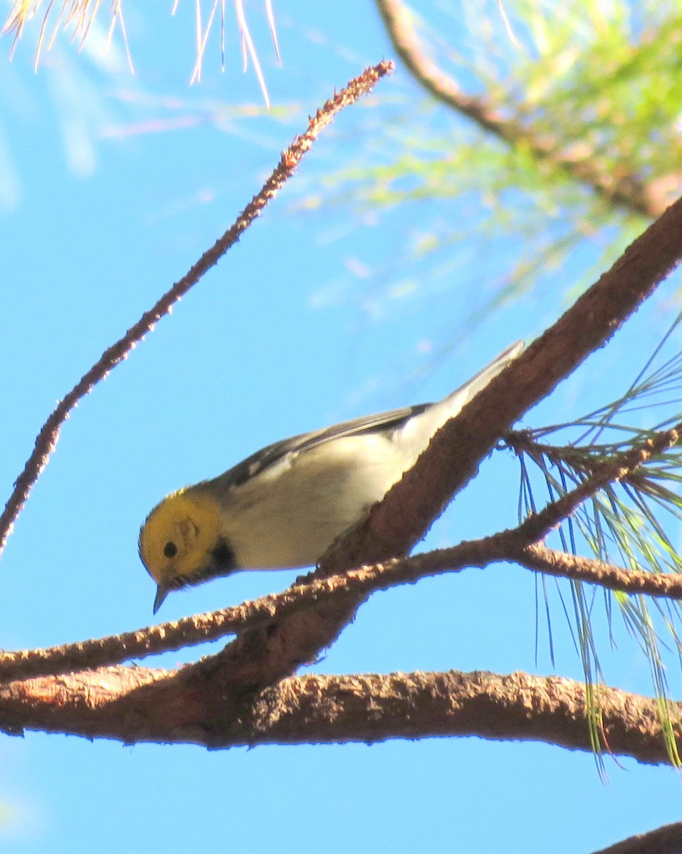 Hermit Warbler - ML127935521