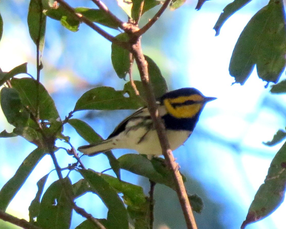 Golden-cheeked Warbler - ML127935531