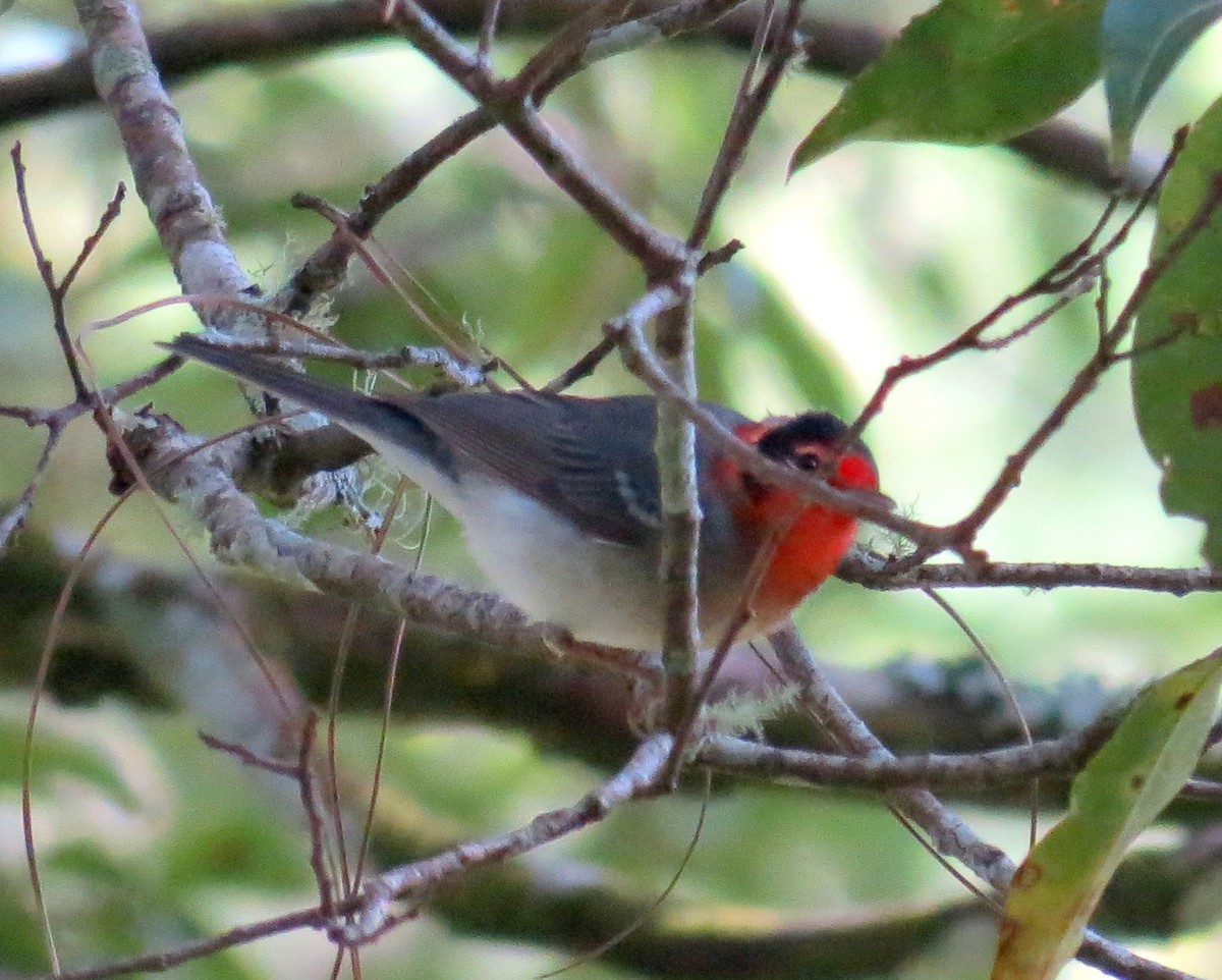 Red-faced Warbler - ML127935541