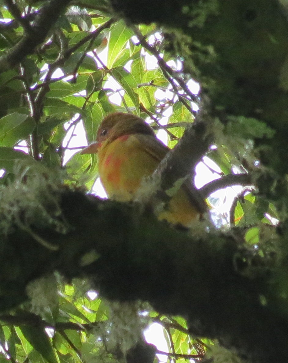 Summer Tanager - ML127935551