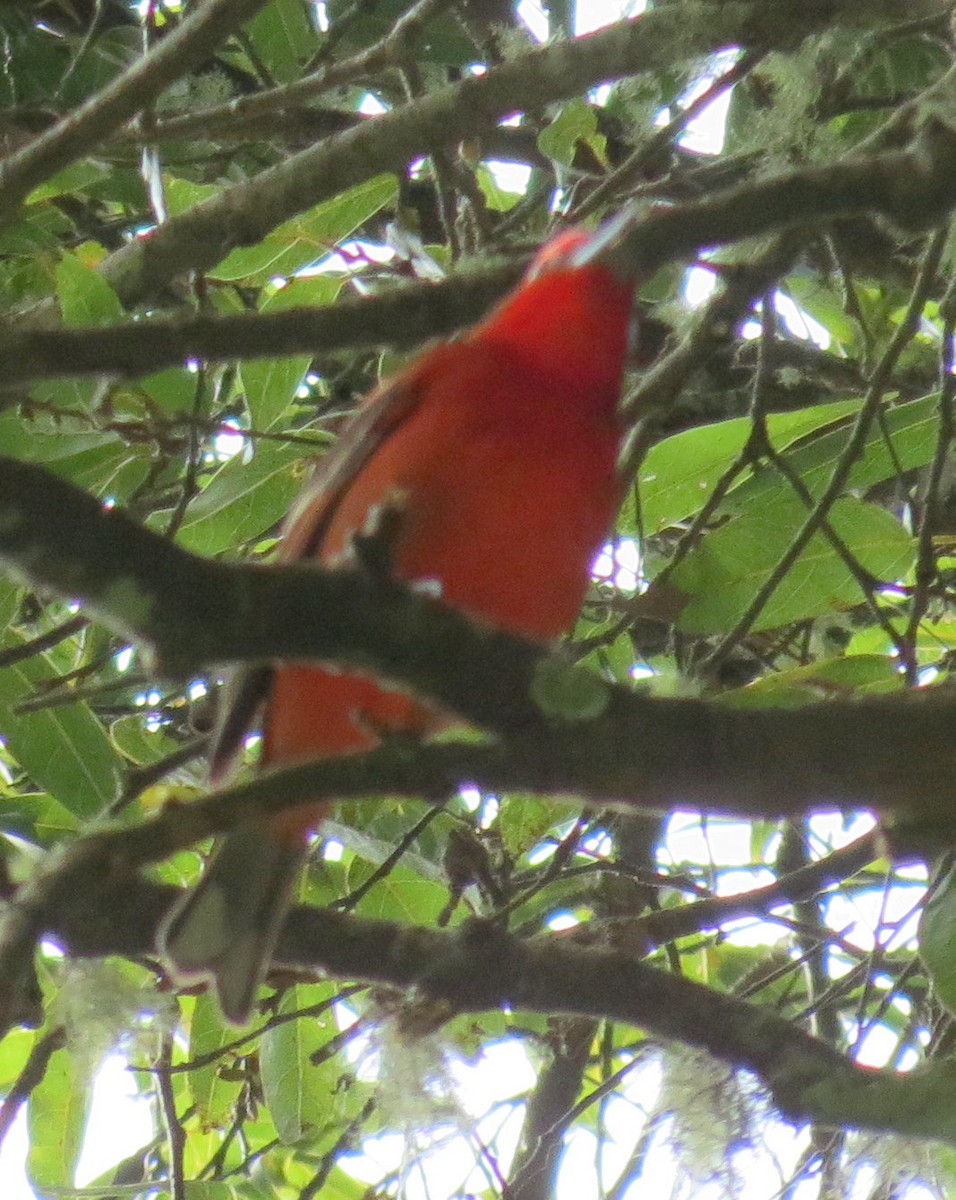 Flame-colored Tanager - ML127935571