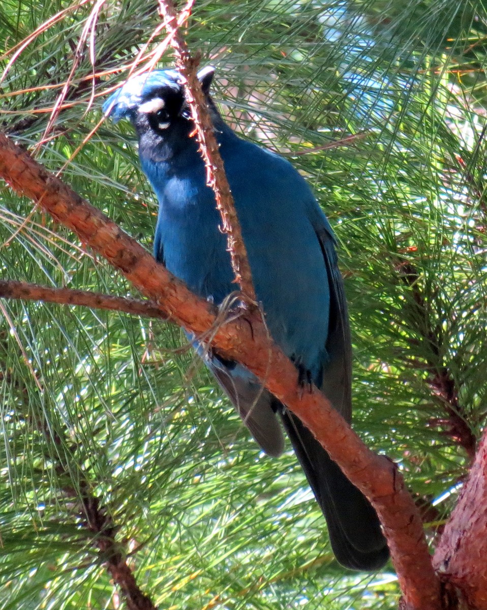 Steller's Jay - ML127935581