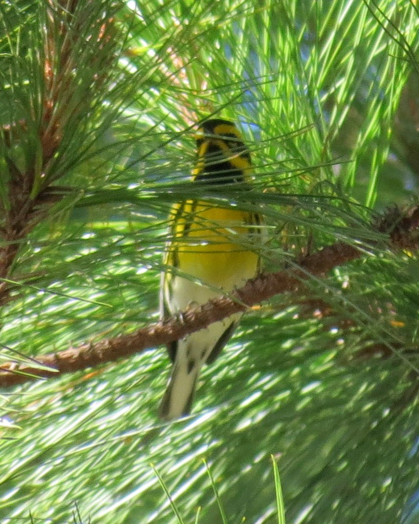 Townsend's Warbler - ML127935591