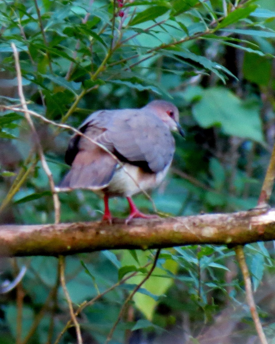 White-tipped Dove - ML127935621