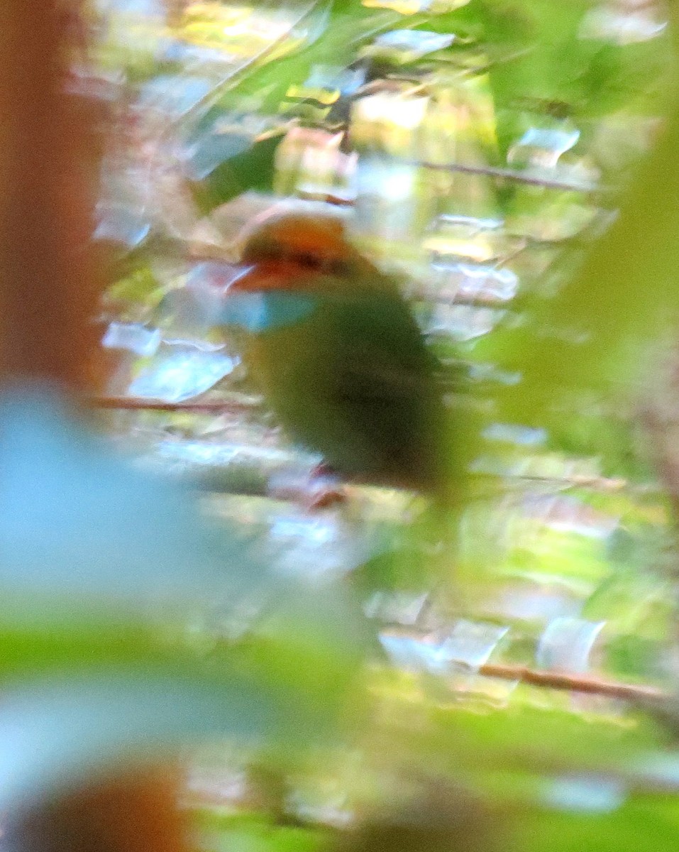 Blue-throated Motmot - ML127935631