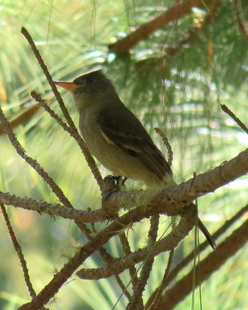 Greater Pewee - ML127935641