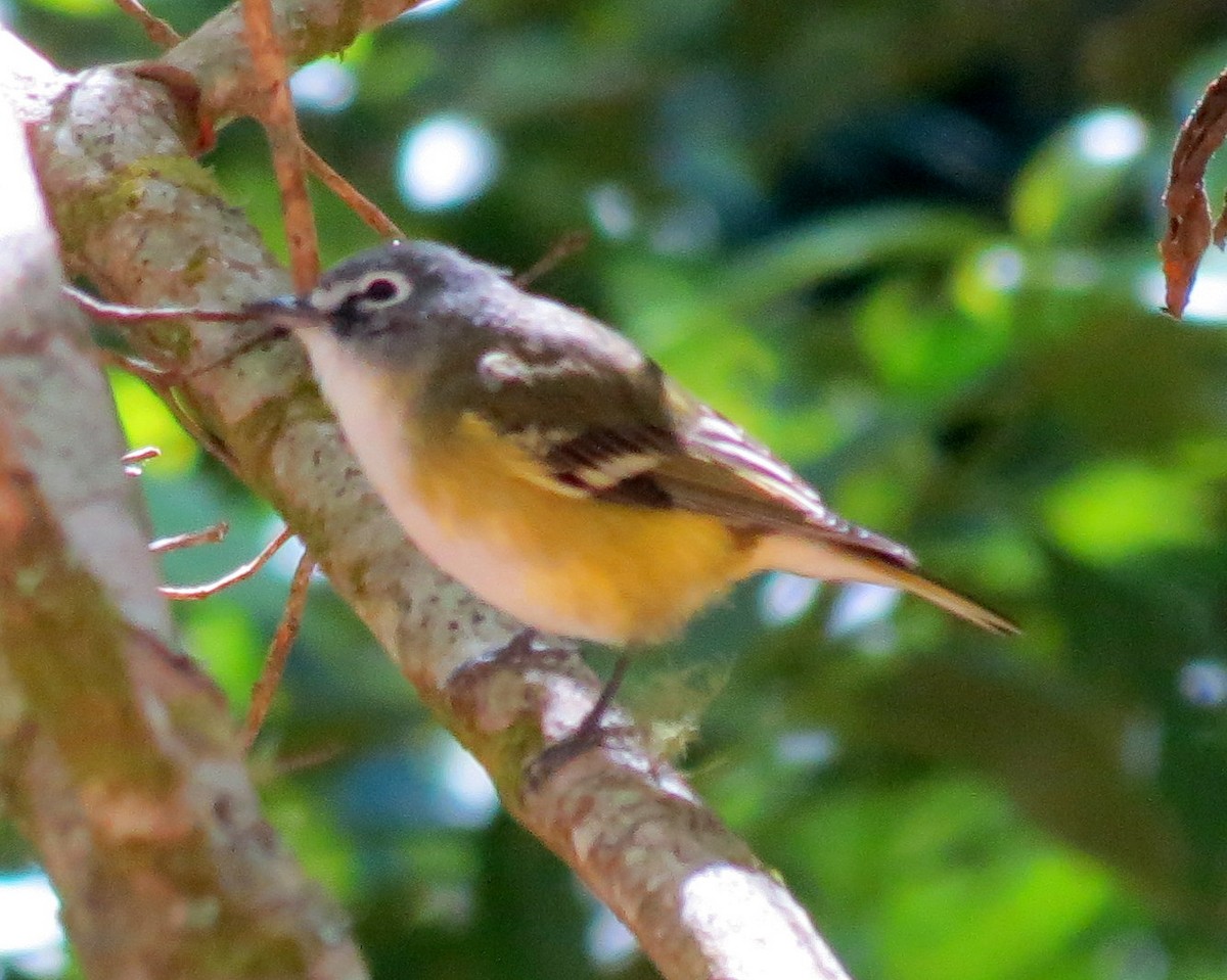 Blue-headed Vireo - ML127935651