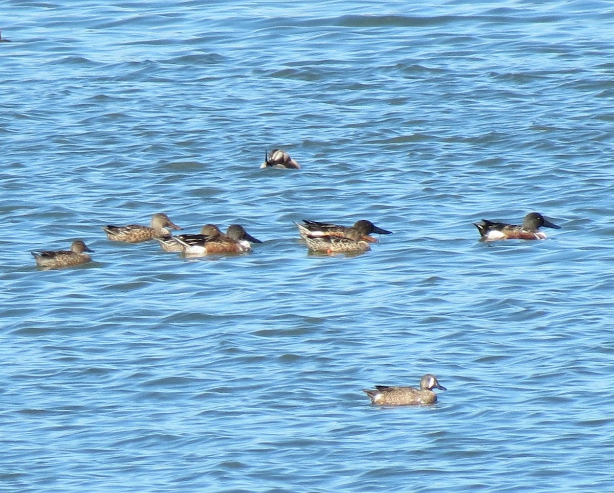 Northern Shoveler - ML127935861