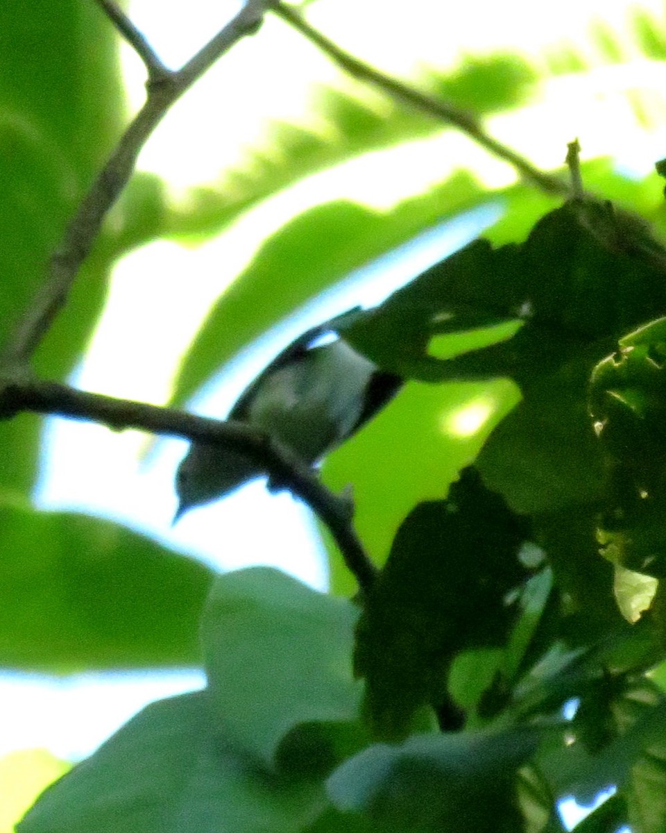 Chestnut-sided Warbler - ML127935971