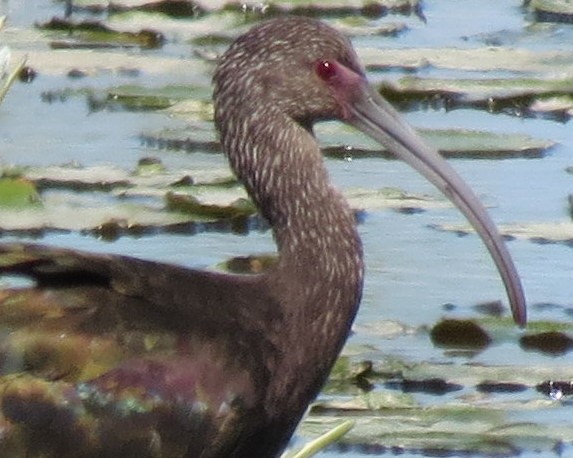 White-faced Ibis - ML127936061