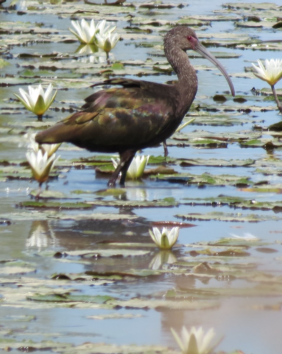 Ibis à face blanche - ML127936071