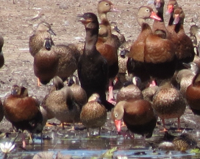 Green-winged Teal - ML127936171